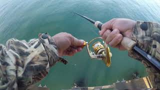 Goleta Pier, Mackerel Info