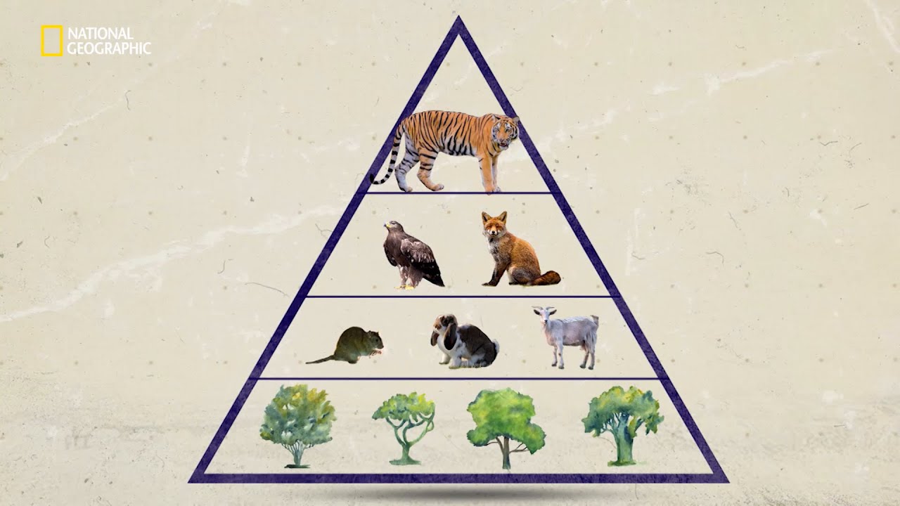 Food Web Tiger Thinglink