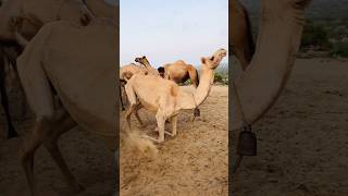 Camel 🐪 ko kiya huva #camel #video