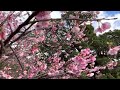 Cherry Blossom Okinawa Japan ,沖縄桜