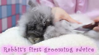 How to prepare your rabbit for a grooming 要怎样安排兔子的美容呢? 🐰