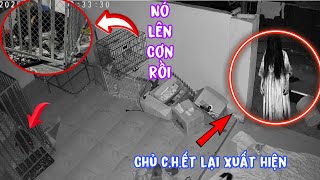 2 Chú Chó Khóc Chờ Chủ Lên Cơn Tấn Công Nhau . Chủ Đã C.h.ết Xuất Hiện Tôi Sử Lý Gấp