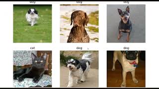 Image Classification using FastAI: Deep Learning Implementation - Identifying Dogs and Cats