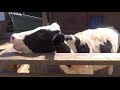 FARM ANIMALS & THEIR SOUNDS (Part 3)  Babies, Toddlers, Preschool, & K-3