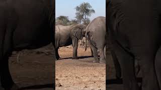 Wild African Elephants #africa #safari