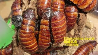 LCElder飼養-Elliptorhina davidi 顛簸馬島蟑螂