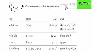 ภาษาอาหรับทางการแพทย์ตอนที่2 อวัยวะ