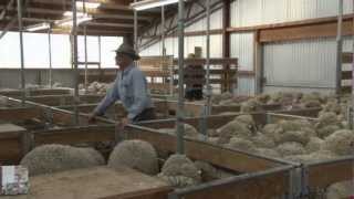 PGG Wrightson Stud Tour - Ep 25 - Nine Mile Merinos