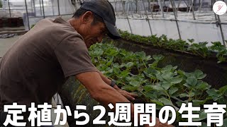 【いちご栽培】定植から2週間後の苗の生育状況とは！