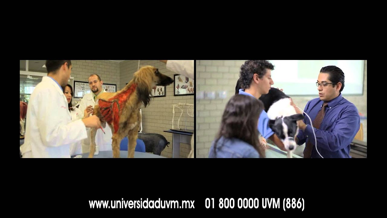 UVM | Licenciatura En Medicina Veterinaria Y Zootecnia - YouTube