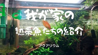 【アクアリウム】我が家の熱帯魚たちの紹介編