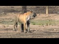 collarwali tigress pench national park tiger reserve 2 of 2