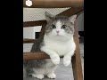 假如猫咪会顶嘴！！再不听话就把你扔了… cat funny cute cutecat shorts