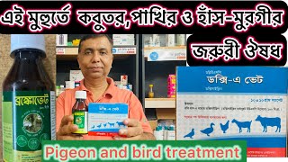 এই মুহুর্তে কবুতর,পাখি ও হাঁস-মুরগীর চিকিৎসায় জরুরী।Pigeon and bird treatment video.