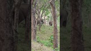 എന്നെ വെറുതെ വിടു പ്ളീസ്  | Elephant | Athirapally #satisfying