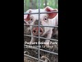 3 Reasons I LOVE pasture-raised pork! #shorts