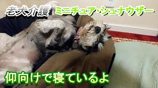 老犬介護（ミニチュア・シュナウザー）　仰向けで寝ているよ