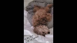 집사야~ 춥다~ 이불 밖은 위험한 댕댕이~ #shorts #sleepdog