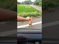 encounter on the road 台灣土狗 路上巧遇 meme pet dog funny cute