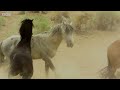 brutal stallion mating fight 4k uhd planet earth ii bbc earth