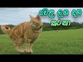 Wela Laga Dagakarana | වෙළ ලග දග කරනා | Cats Version Sinhala