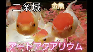 二条城「アートアクアリウム城」～京都・金魚の舞～