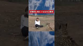 定期的に見たくなる川口春奈#おもしろ #面白い #おもしろ動画 #ショート #tiktok #shorts