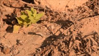 Acanthodactylus schreiberi, juvenile. Israel 2015 שנונית השפלה.