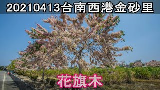 花旗木 泰國櫻花 網美景點 打卡新景點 台南西港金砂里20210413