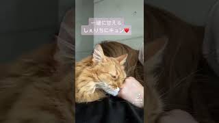 甘えさせてくれる猫②#ソマリ #shorts #シニア猫