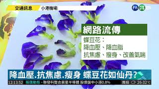 蝶豆花神效如仙丹?! 中醫:花草茶| 華視新聞 20180823