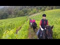 english riding in the oregon vineyards