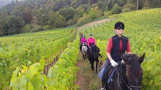 English Riding in the Oregon Vineyards