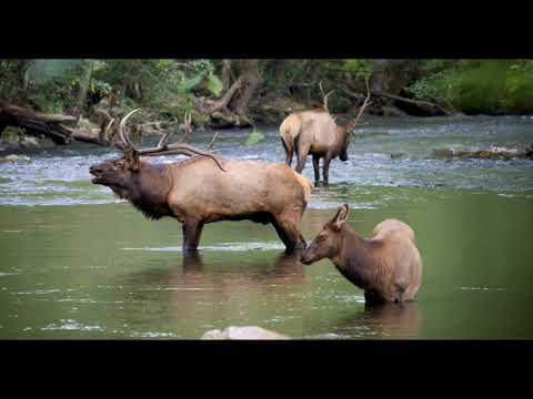 What is the largest animal in the Smoky Mountains?