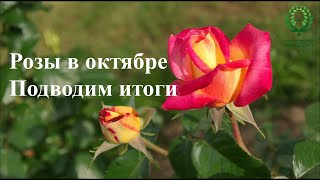 Розы в Октябре. Подводим итоги. Питомник 🌹 и 🌲 Е. Иващенко