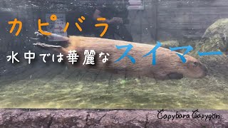 【カピバラ】 水中ではイキイキッ♪ 華麗なスイマー 『ときわ動物園』