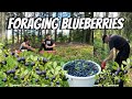 EVERYMAN’S RIGHT IN FINLAND || PICKING BLUEBERRIES || THE LINDEMANS