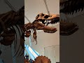 dinosaurs at rom 🦖 shorts