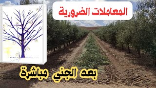 👌 أهم المعاملات التقنية الاشجار الزيتون 🫒. بعد الجني لانتاج وفير