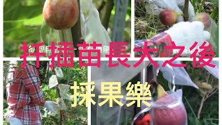 無花果，採果樂vlog