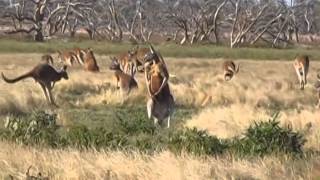 Red Kangaroos at Fort Grey, Sturt National Park NSW.