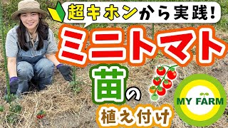 【ミニトマト】苗の植え付けを超基本から畑で実践！大事なポイントもご紹介します│モリミサと学ぶ有機栽培