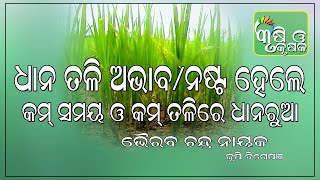 ଧାନ ତଳି ନଷ୍ଟ ବା ଅଭାବରେ କମ ତଳି ଓ କମ ସମୟରେ ଧାନ ରୁଆପ୍ରଣାଳୀ