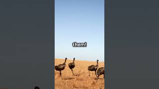 The Great Emu War | Australia vs Birds! #animals #australia #war