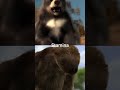 Short Faced Bear vs Giant Ground Sloth #shorts