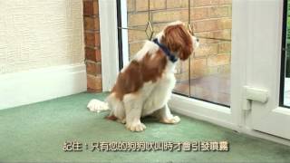 PetSafe* Little Dog Deluxe Spray Bark Control Collar (Chinese / 副标题)