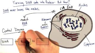 RNA The Intermediate - Tales from the Genome