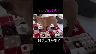 一生懸命掘る#フレンチブルドッグ#フレブル#パピー犬#french bulldog