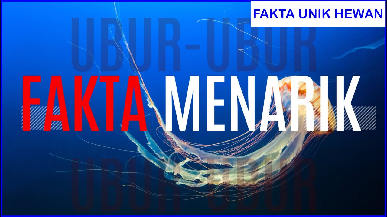 Sangat Unik!! Iniliah Fakta Menarik Tentang Ubur-Ubur - YouTube