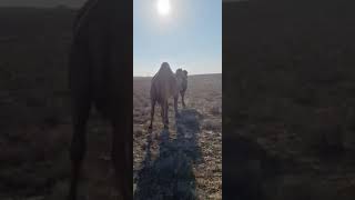 Үлек,самец #video #camel #скотоводство #viral